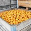 Ravishing Russets in a bin at Cryals Farm