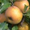 Ravishing Russets On Tree at Cryals Farm