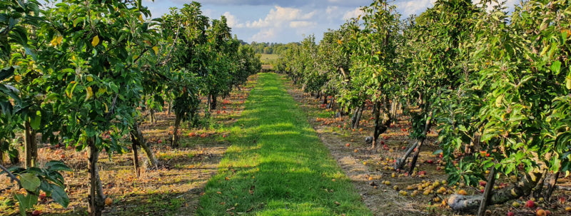 Cryals orchard